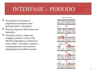 INTERFASE – PERIODO G2
18
 No período G2 ocorrem os
preparativos necessários para
próxima mitose. (checagem)
 Possíveis danos no DNA devem ser
reparados.,
 Nessa fase ocorre a síntese do
complexo proteico ciclina-CDK
MUITO importante no controle do
ciclo celular > Ele induz a mitose, a
condensação dos cromossomos e
degradação do envoltório nuclear.
 