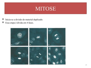 MITOSE
19
 Inicia-se a divisão do material duplicado.
 Essa etapa é divida em 4 fases.
 