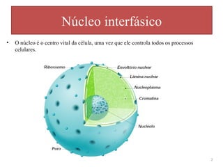 • O núcleo é o centro vital da célula, uma vez que ele controla todos os processos
celulares.
Núcleo interfásico
2
 