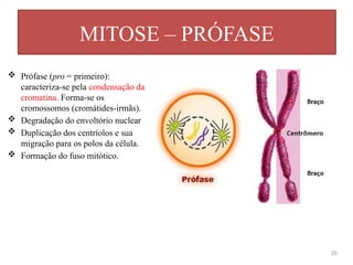 MITOSE – PRÓFASE
20
 Prófase (pro = primeiro):
caracteriza-se pela condensação da
cromatina. Forma-se os
cromossomos (cromátides-irmãs).
 Degradação do envoltório nuclear
 Duplicação dos centríolos e sua
migração para os polos da célula.
 Formação do fuso mitótico.
 