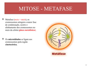 MITOSE - METAFASE
22
 Metafase (meta = meio), os
cromossomos atingem a maior fase
de condensação, ocorre o
alinhamento dos cromossomos no
meio da célula (placa metafásica).
 Os microtúbulos se ligam aos
cromossomos pela região
cinetocórica.
 
