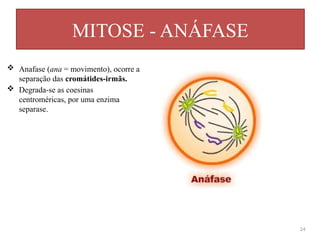 MITOSE - ANÁFASE
24
 Anafase (ana = movimento), ocorre a
separação das cromátides-irmãs.
 Degrada-se as coesinas
centroméricas, por uma enzima
separase.
 