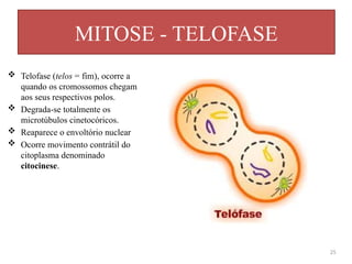MITOSE - TELOFASE
25
 Telofase (telos = fim), ocorre a
quando os cromossomos chegam
aos seus respectivos polos.
 Degrada-se totalmente os
microtúbulos cinetocóricos.
 Reaparece o envoltório nuclear
 Ocorre movimento contrátil do
citoplasma denominado
citocinese.
 