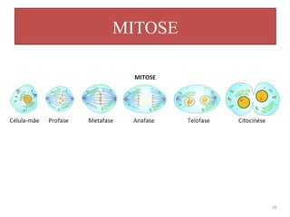 MITOSE
26
 