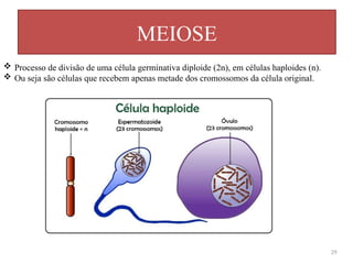 MEIOSE
29
 Processo de divisão de uma célula germinativa diploide (2n), em células haploides (n).
 Ou seja são células que recebem apenas metade dos cromossomos da célula original.
 