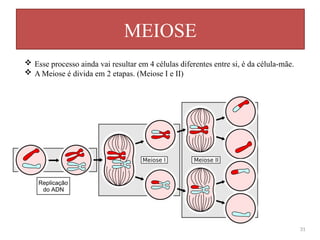 MEIOSE
31
 Esse processo ainda vai resultar em 4 células diferentes entre si, é da célula-mãe.
 A Meiose é divida em 2 etapas. (Meiose I e II)
 