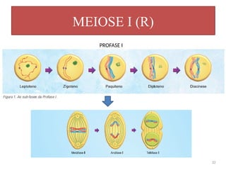 MEIOSE I (R)
32
PROFASE I
 