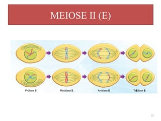 MEIOSE II (E)
33
 