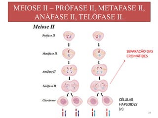 MEIOSE II – PRÓFASE II, METAFASE II,
ANÁFASE II, TELÓFASE II.
34
CÉLULAS
HAPLOIDES
(n)
SEPARAÇÃO DAS
CROMÁTIDES
 