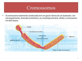 • O cromossomo totalmente condensado tem em geral a forma de um bastonete. Um
estrangulamento, chamado centrômero, ou constrição primária, divide o cromossomo
em dois braços.
Cromossomos
4
 