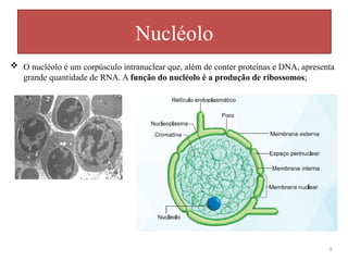  O nucléolo é um corpúsculo intranuclear que, além de conter proteínas e DNA, apresenta
grande quantidade de RNA. A função do nucléolo é a produção de ribossomos;
Nucléolo
9
 