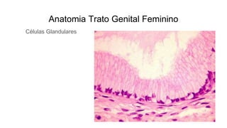 Anatomia Trato Genital Feminino
Células Glandulares
 