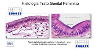Histologia Trato Genital Feminino
 