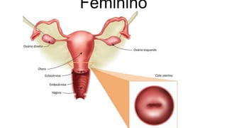 Feminino
 