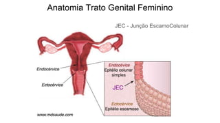 Anatomia Trato Genital Feminino
JEC - Junção EscamoColunar
 