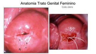 Anatomia Trato Genital Feminino
Colo útero
 