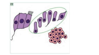Constituintes Normais do Esfregaço Cervicovaginal