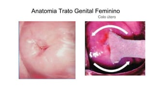 Anatomia Trato Genital Feminino
Colo útero
 