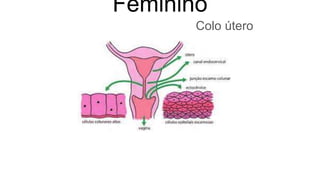 Feminino
Colo útero
 