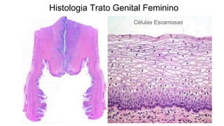 Histologia Trato Genital Feminino
Células Escamosas
 