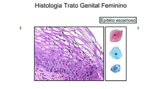Histologia Trato Genital Feminino
 