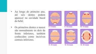 • Ao longo do primeiro ano,
até seis dentes podem
aparecer na cavidade bucal
do bebê.
• Os primeiros dentes a nascer
são normalmente os dois da
frente inferiores, também
conhecidos como incisivos
centrais inferiores.
 