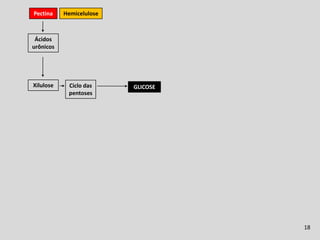 Fermentação Ruminal
Pectina    Hemicelulose



 Ácidos
urônicos




Xilulose    Ciclo das     GLICOSE
            pentoses




                                                  18
 