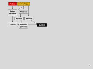 Fermentação Ruminal
Pectina       Hemicelulose



 Ácidos         Xilobiose
urônicos

           Pentoses    Hexoses


Xilulose        Ciclo das        GLICOSE
                pentoses




                                                         19
 