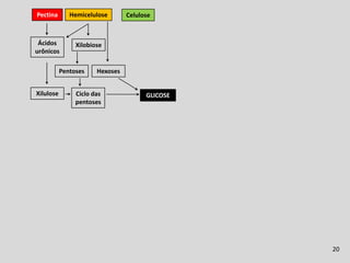 Fermentação Ruminal
Pectina       Hemicelulose       Celulose



 Ácidos         Xilobiose
urônicos

           Pentoses    Hexoses


Xilulose        Ciclo das              GLICOSE
                pentoses




                                                               20
 