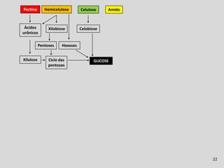 Fermentação Ruminal
Pectina       Hemicelulose       Celulose     Amido



 Ácidos         Xilobiose        Celobiose
urônicos

           Pentoses    Hexoses


Xilulose        Ciclo das               GLICOSE
                pentoses




                                                                    22
 