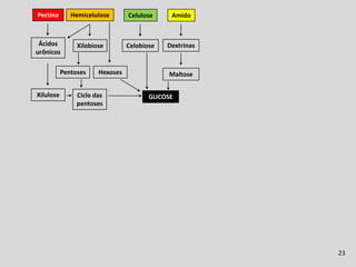 Fermentação Ruminal
Pectina       Hemicelulose       Celulose     Amido



 Ácidos         Xilobiose        Celobiose   Dextrinas
urônicos

           Pentoses    Hexoses               Maltose

Xilulose        Ciclo das               GLICOSE
                pentoses




                                                                       23
 