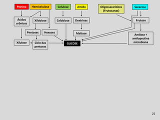 Fermentação Ruminal
Pectina       Hemicelulose       Celulose     Amido      Oligossacarídeos     Sacarose
                                                           (Frutosanas)

 Ácidos         Xilobiose        Celobiose   Dextrinas                         Frutose
urônicos

           Pentoses    Hexoses               Maltose                         Amilose +
                                                                            amilopectina
Xilulose        Ciclo das               GLICOSE                              microbiana
                pentoses




                                                                                           25
 