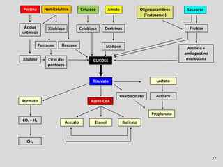Fermentação Ruminal
Pectina       Hemicelulose            Celulose         Amido               Oligossacarídeos     Sacarose
                                                                             (Frutosanas)

 Ácidos         Xilobiose             Celobiose    Dextrinas                                     Frutose
urônicos

           Pentoses    Hexoses                     Maltose                                     Amilose +
                                                                                              amilopectina
Xilulose        Ciclo das                    GLICOSE                                           microbiana
                pentoses


                                             Piruvato                              Lactato


                                                               Oxaloacetato        Acrilato
Formato                                     Acetil-CoA

                                                                                 Propionato
CO2 + H2
                            Acetato           Etanol            Butirato



  CH4


                                                                                                             27
 