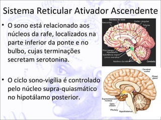 Sistema Reticular Ativador Ascendente
• O sono está relacionado aos
  núcleos da rafe, localizados na
  parte inferior da ponte e no
  bulbo, cujas terminações
  secretam serotonina.

• O ciclo sono-vigília é controlado
  pelo núcleo supra-quiasmático
  no hipotálamo posterior.
 