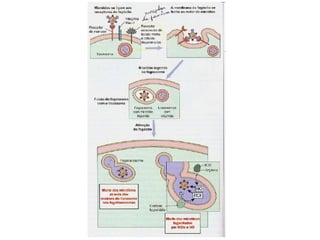 Imunidade Inata e Adquirida