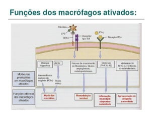 Imunidade Inata e Adquirida
