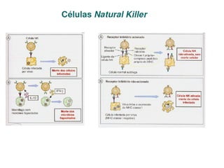 Imunidade Inata e Adquirida