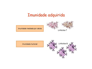 Imunidade Inata e Adquirida