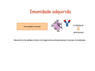 Imunidade Inata e Adquirida