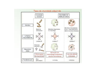 Imunidade Inata e Adquirida