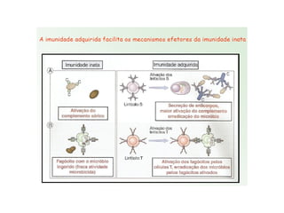 Imunidade Inata e Adquirida