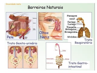 Imunidade Inata e Adquirida