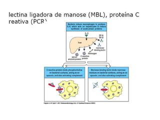 Imunidade Inata e Adquirida