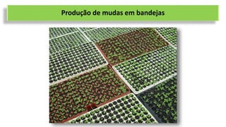 Produção de mudas em bandejas
 