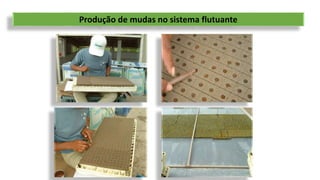 Produção de mudas no sistema flutuante
 