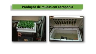 Produção de mudas em aeroponia
 