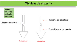Enxerto ou cavaleiro
Porta-Enxerto ou cavalo
Local da Enxertia
Fenda Lateral Fenda Cheia
Técnicas de enxertia
Tomate
Pimentão
Berinjela
Melancia
 