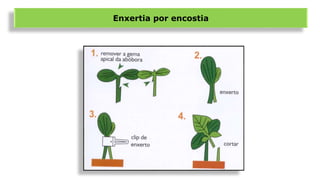 Enxertia por encostia
 