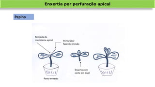 Enxertia por perfuração apical
Retirada do
meristema apical Perfurador
fazendo incisão
Enxerto com
corte em bisel
Porta-enxerto
Pepino
 