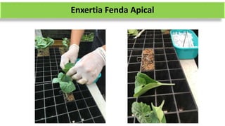 Enxertia Fenda Apical
 